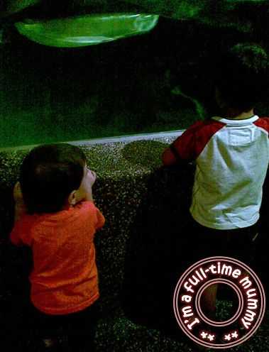 Ben at KLCC Aquaria